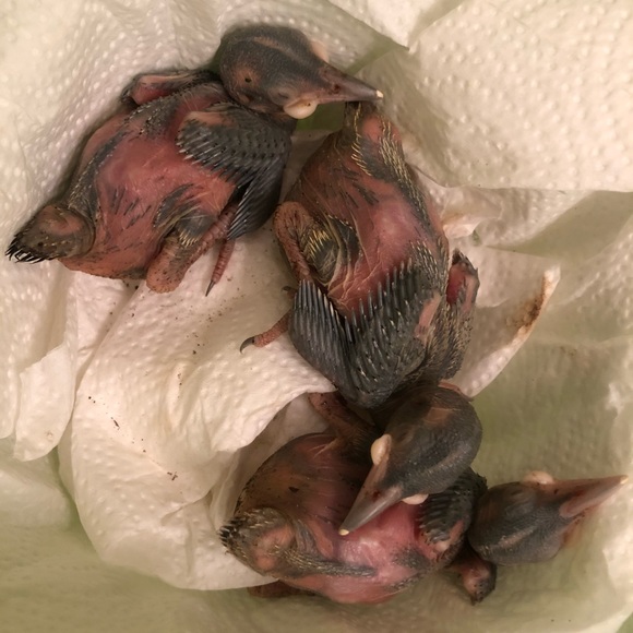 Meet your Posher, Michelle 🦇🐢🦨🦝🐿🦡🦔🐀 - Picture 4 of 16